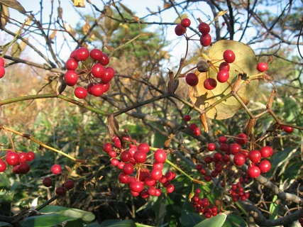 smilax vine