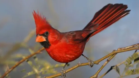 What sound does a cardinal make