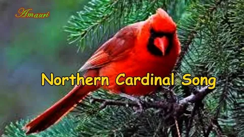 What sound does a cardinal make