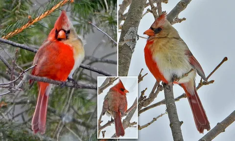 What sound does a cardinal make