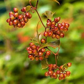 greenbrier smilax