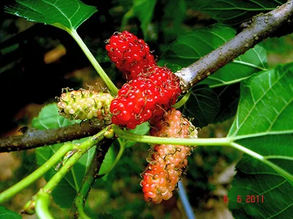 greenbrier smilax