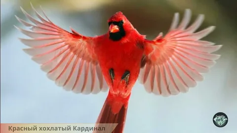 Cardinal bird sounds