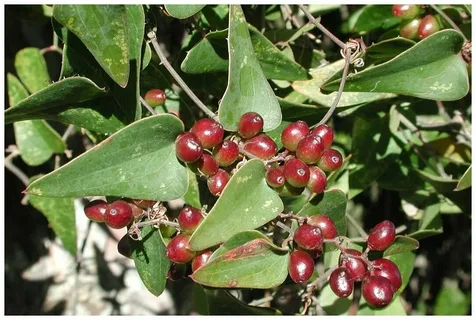 greenbrier smilax