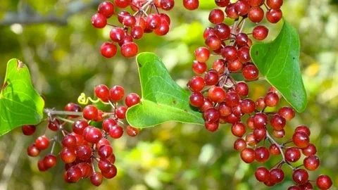 greenbrier smilax