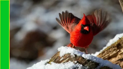 What sound does a cardinal make