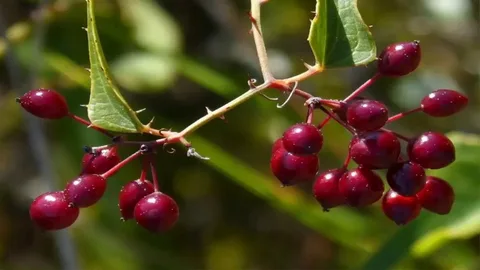 greenbrier smilax