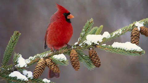 What sound does a cardinal make