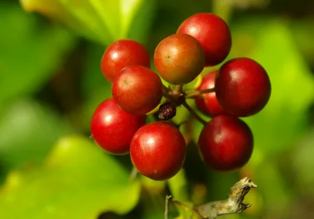 greenbrier smilax