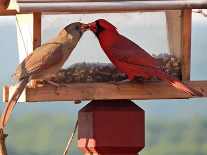 What sound does a cardinal make