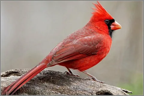 what sound does a cardinal make