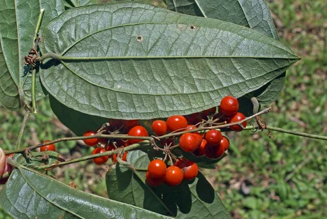smilax vine