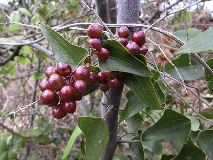 smilax vine