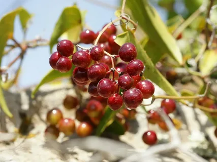 smilax vine
