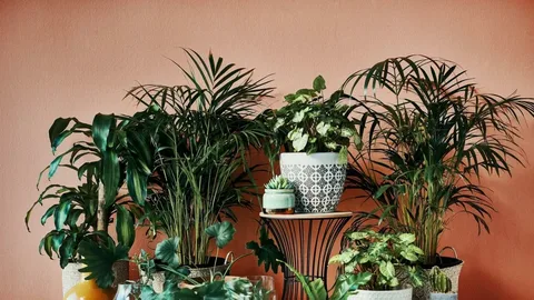 Best indoor plants for low light