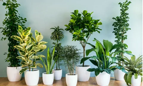 Best indoor plants for low light