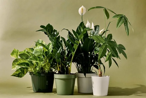 Best indoor plants for low light