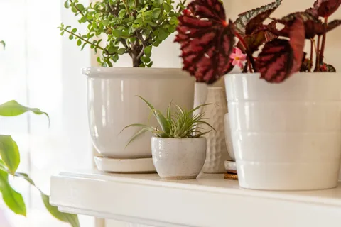 Best indoor plants for low light