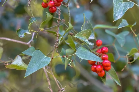 smilax vine