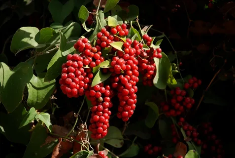 smilax vine