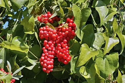 smilax vine