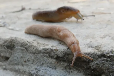 why do slugs die from salt