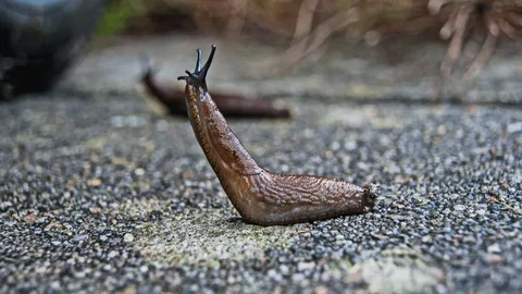 why do slugs die from salt